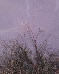 Digitaria sanguinalis