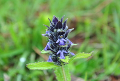 Ajuga forrestii