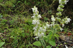 Salvia przewalskii