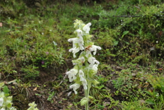 Salvia przewalskii