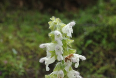 Salvia przewalskii