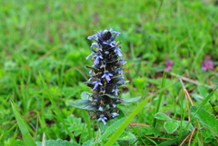 Ajuga forrestii