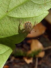 Amblyomma cajennense