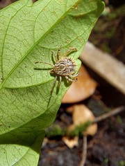 Amblyomma cajennense