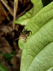 Amblyomma cajennense