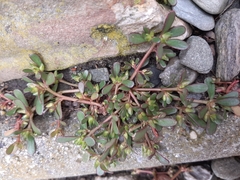 Portulaca oleracea