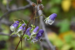 Aconitum stoloniferum