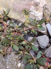 Portulaca oleracea