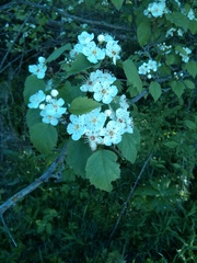 Crataegus pruinosa
