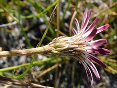 Gerbera tomentosa
