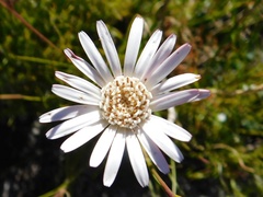 Gerbera tomentosa
