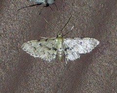 Idaea pervertipennis