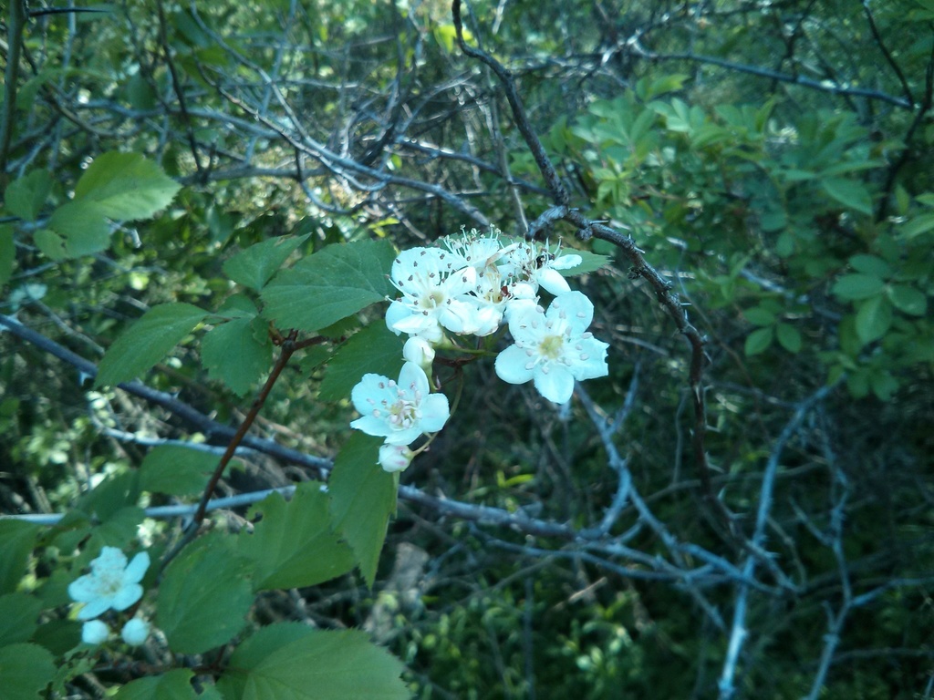 waxyfruited hawthorn in May 2013 by Keith Kutsko. 1520 pink anthers