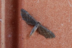 Protoproutia laredoata