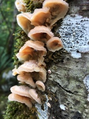 Merulius tremellosus