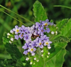 Heliotropium nicotianifolium