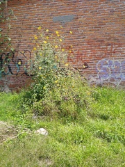Asteroideae