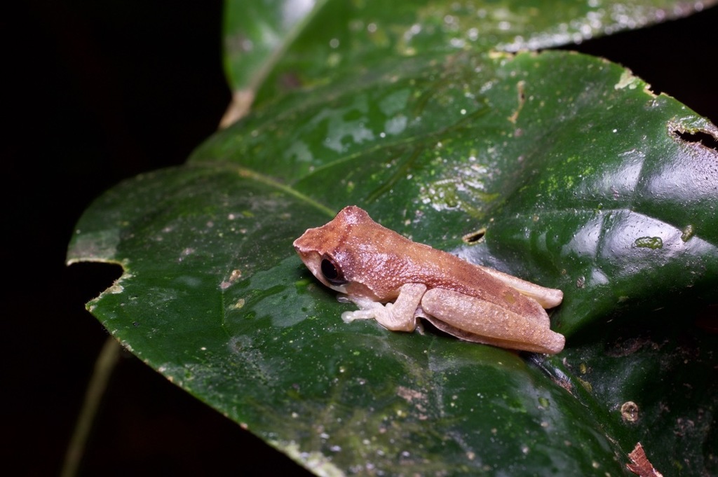 Blue-Spotted Bushfrog