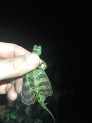 Draco quinquefasciatus