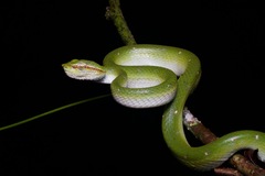 Tropidolaemus subannulatus
