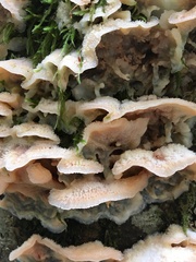 Merulius tremellosus