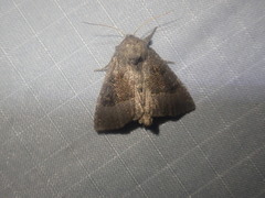 Papaipema nebris