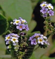 Heliotropium nicotianifolium