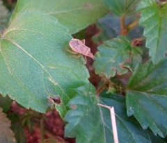 Catorhintha apicalis