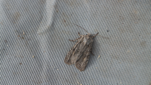 mora hubová (Lithophane ornitopus)