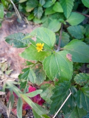 Catorhintha apicalis