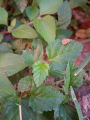 Catorhintha apicalis