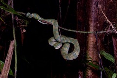 Tropidolaemus subannulatus