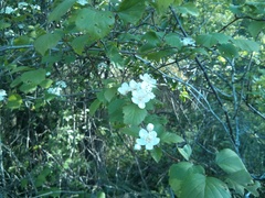Crataegus pruinosa