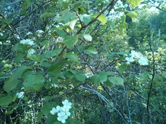 Crataegus pruinosa