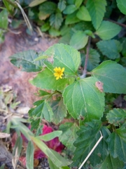 Catorhintha apicalis