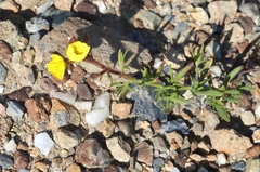 Crocanthemum greenei