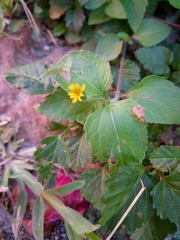 Catorhintha apicalis