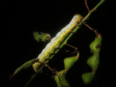 Pyrrhia