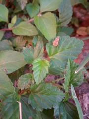 Catorhintha apicalis