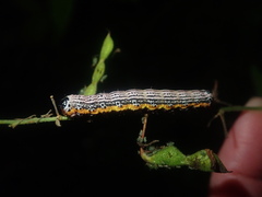 Pyrrhia