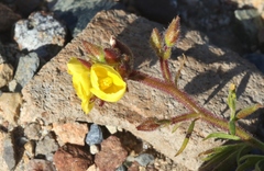 Crocanthemum greenei