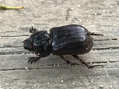 Semanopterus