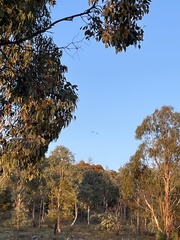 Zanda funerea funerea