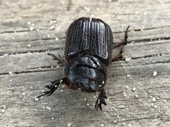 Semanopterus
