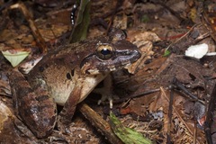 Limnonectes leporinus