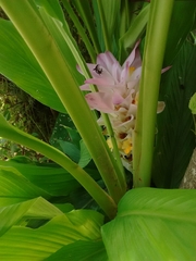 Curcuma longa