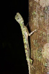 Draco quinquefasciatus