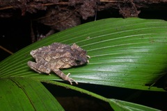 Ingerophrynus divergens