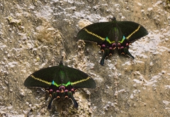Papilio krishna