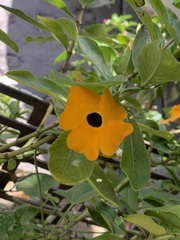 Thunbergia alata